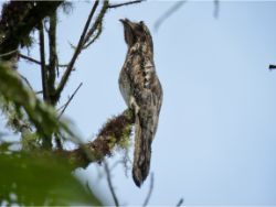 Common Potoo
